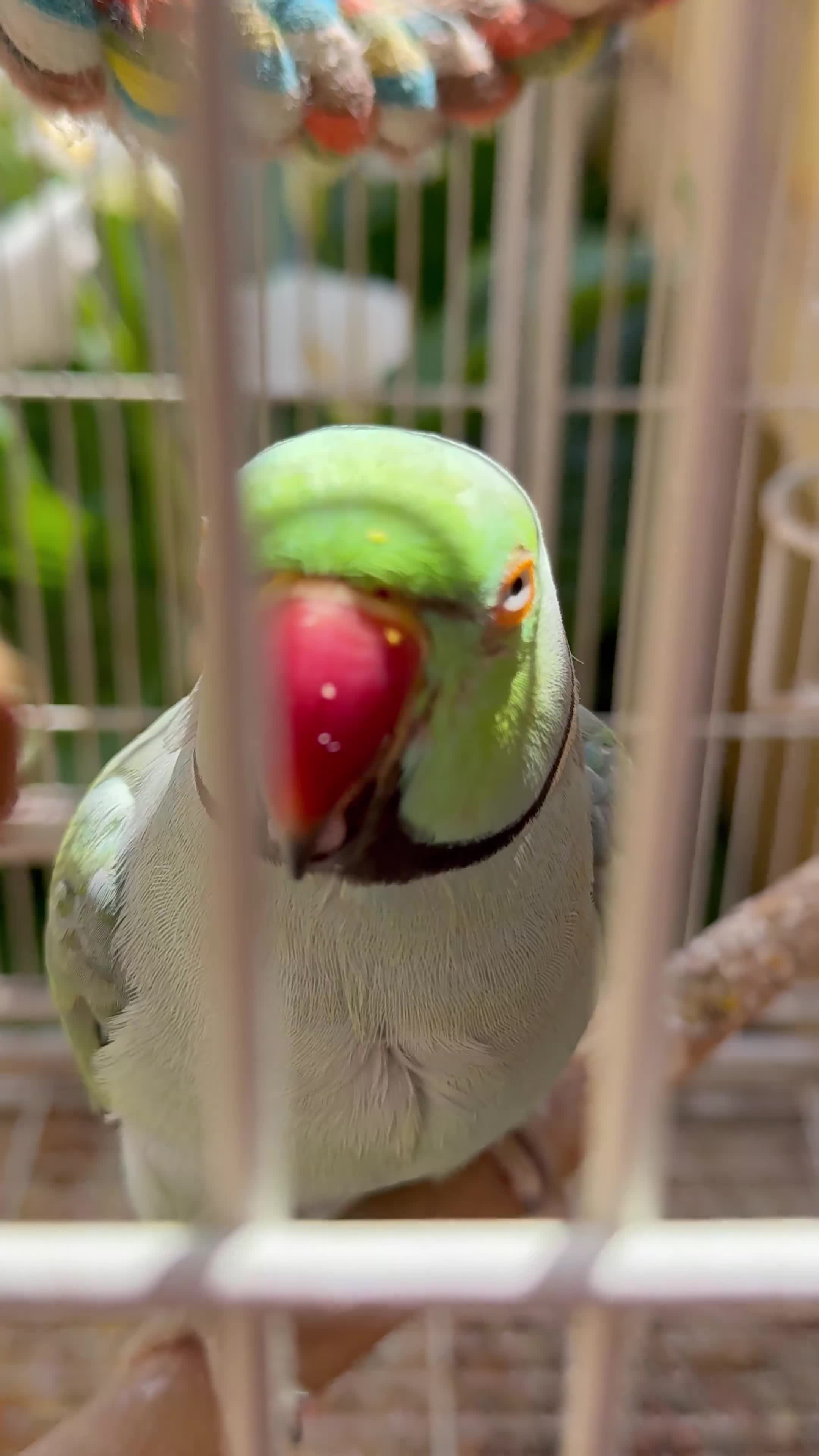 Ringnecks birds for sale: Male and female Indian ring neck in Stockton-on-Tees - Video 1