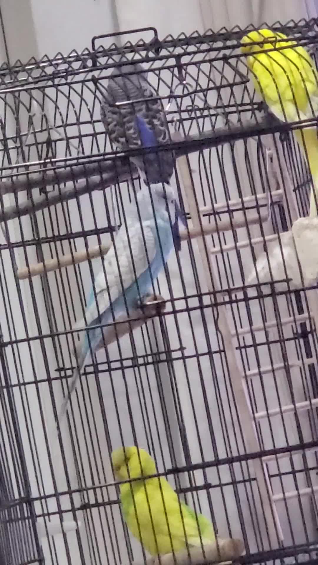 Budgerigars birds for sale: 4 budgies for sale, CHEAP and URGENT ❤ - Video 2