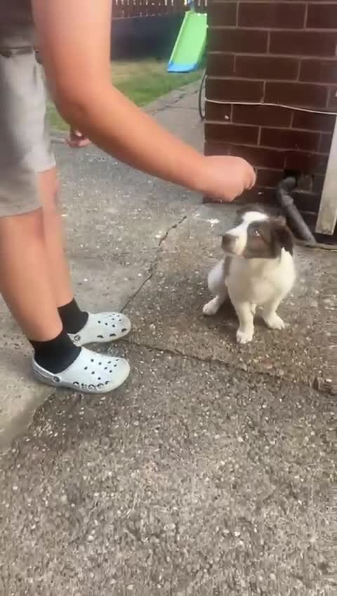 Border Collie dogs for sale: White and brown border collie  - Video 1