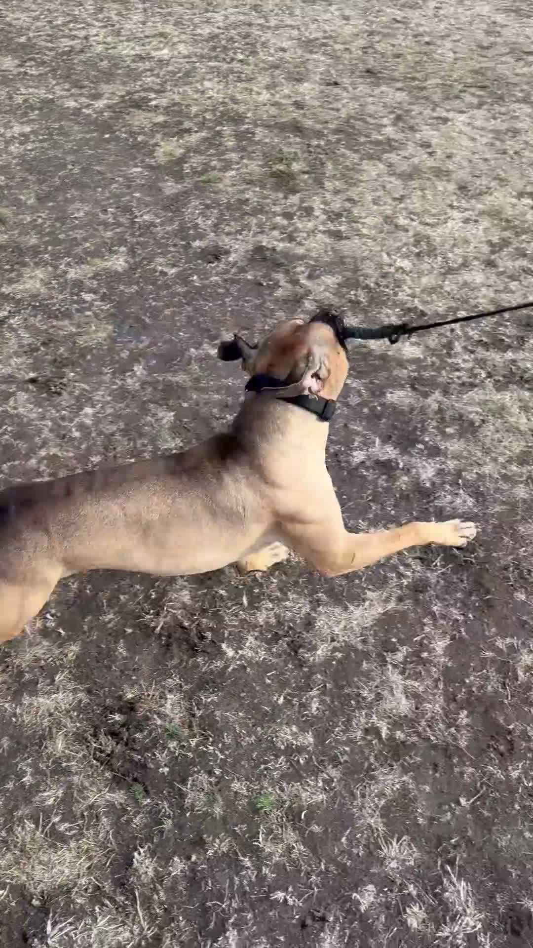 American Bull Staffy dogs for stud: Athletic American staff  - Video 2