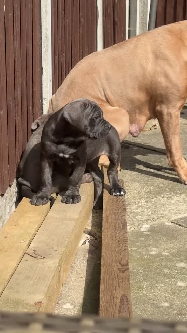 Cane Corso dogs for sale: 4 cane corso left - Video 1