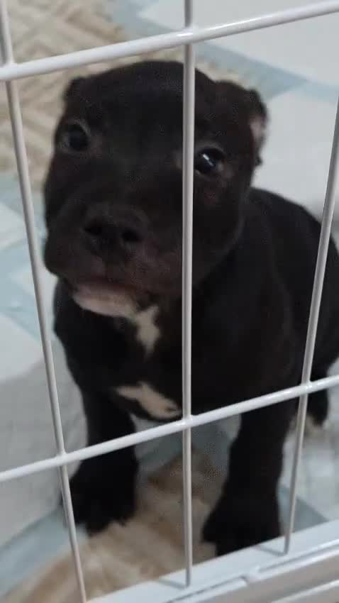 Staffordshire Bull Terrier dogs for sale: **KC Reg Pick of Litter male available* - Video 1