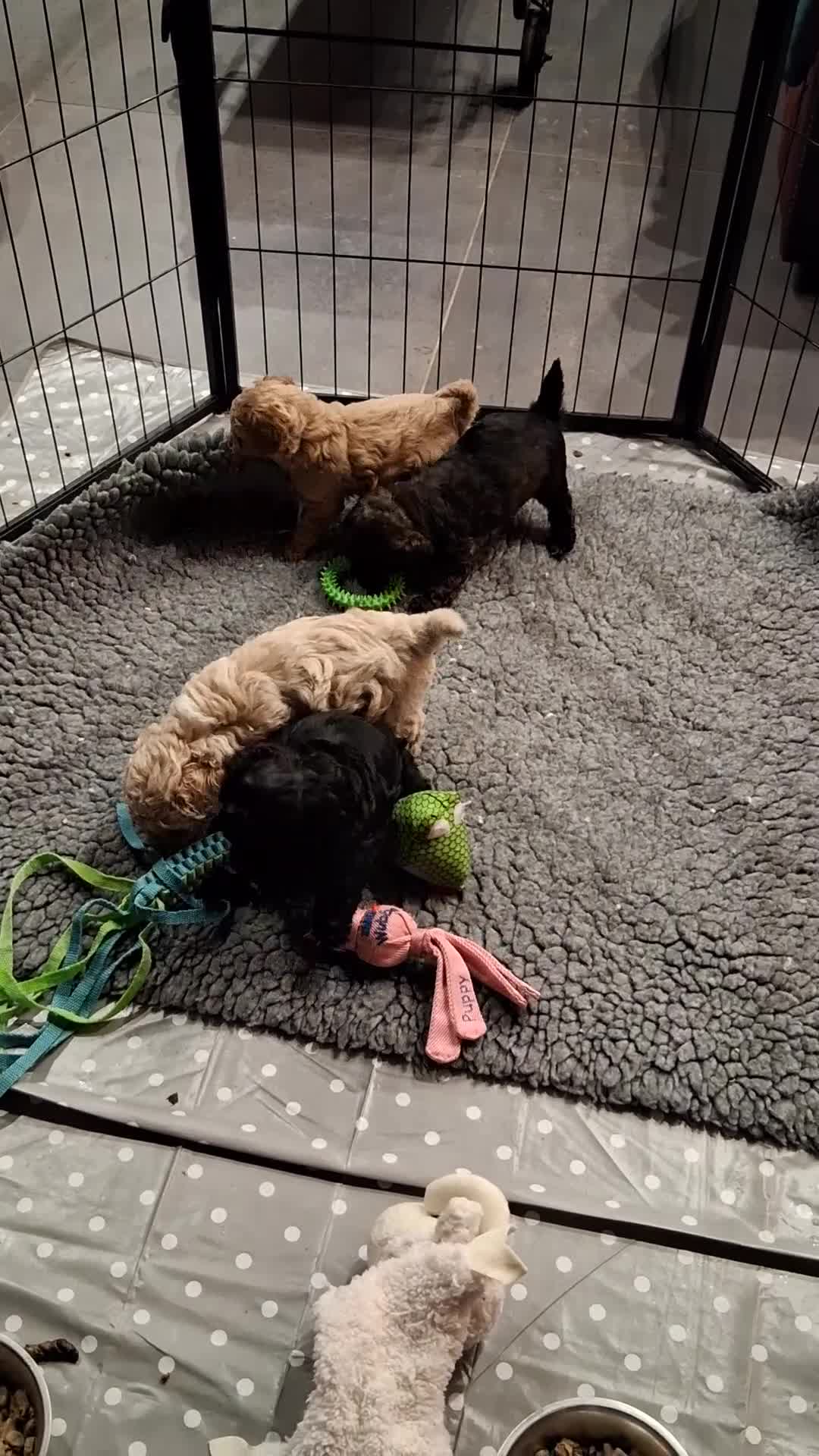 Shihpoo dogs for sale: Beautiful shihpoo puppies 2 boys 2 girls  - Video 1