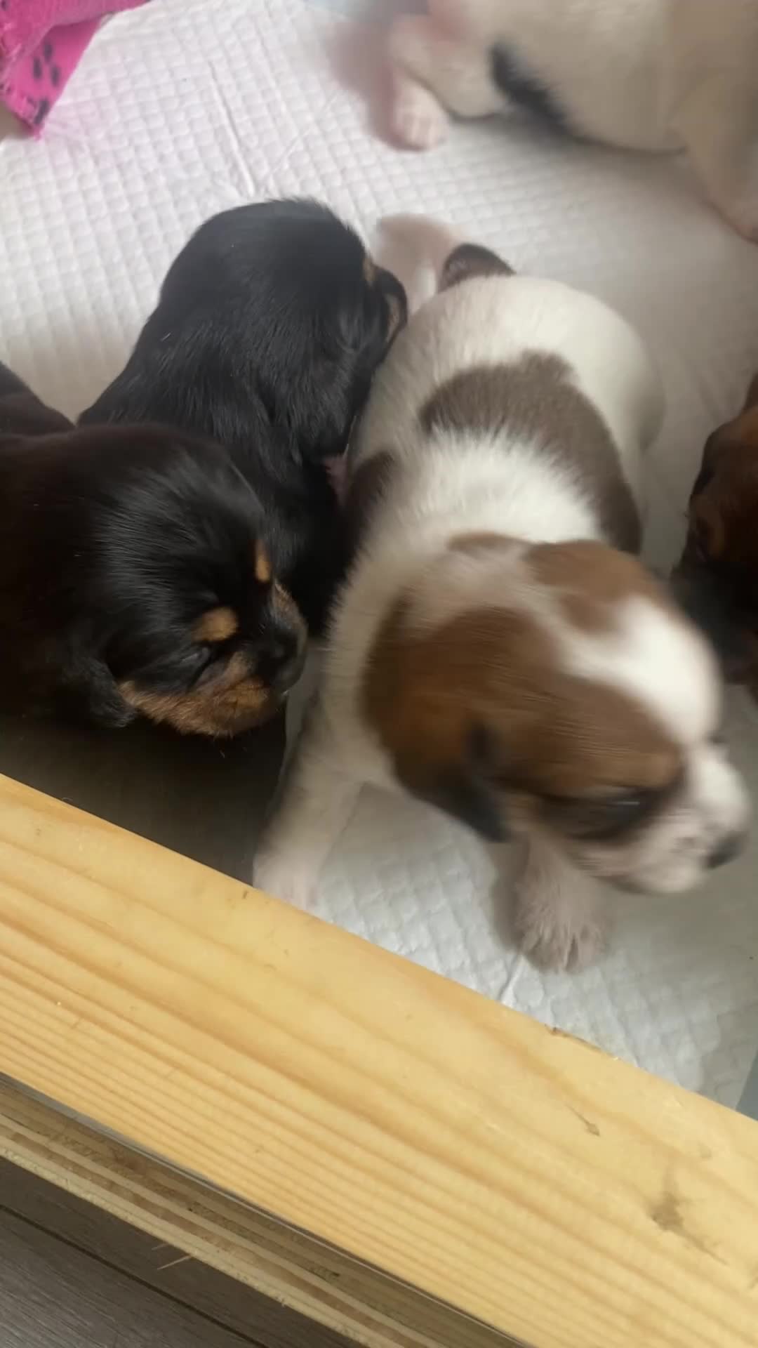 Mixed Breed dogs for sale: Schweenie puppies  - Video 1