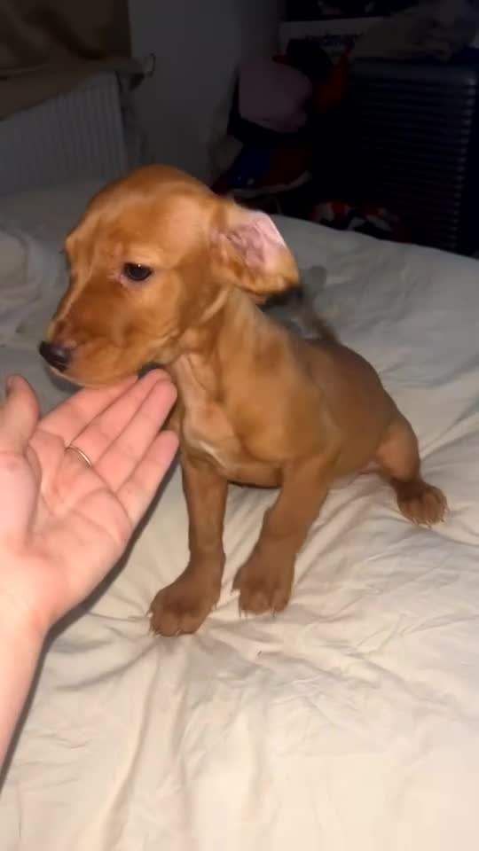 Mixed Breed dogs for sale: Miss Claire griiffin - Video 1