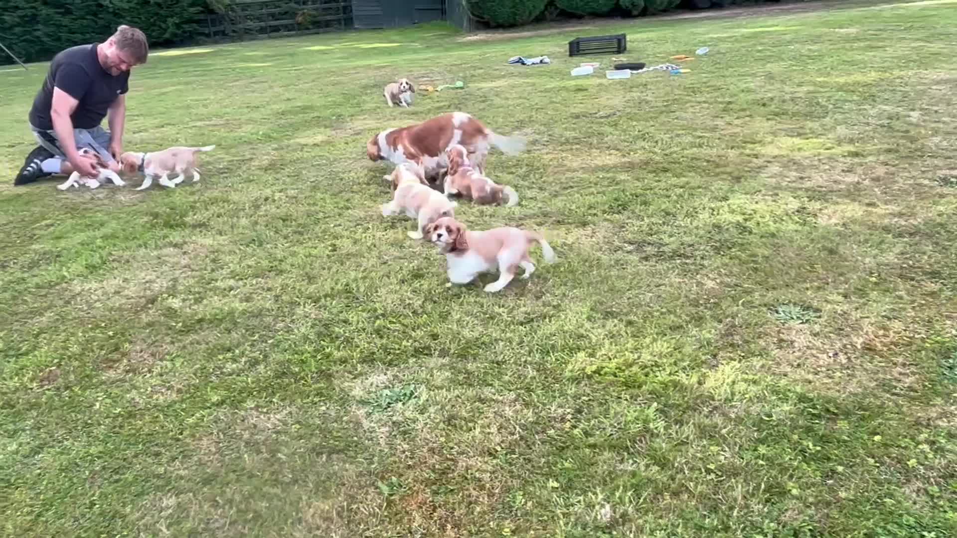 Cavalier King Charles Spaniel dogs for sale: Cavalier King Charles Spaniel  - Video 1