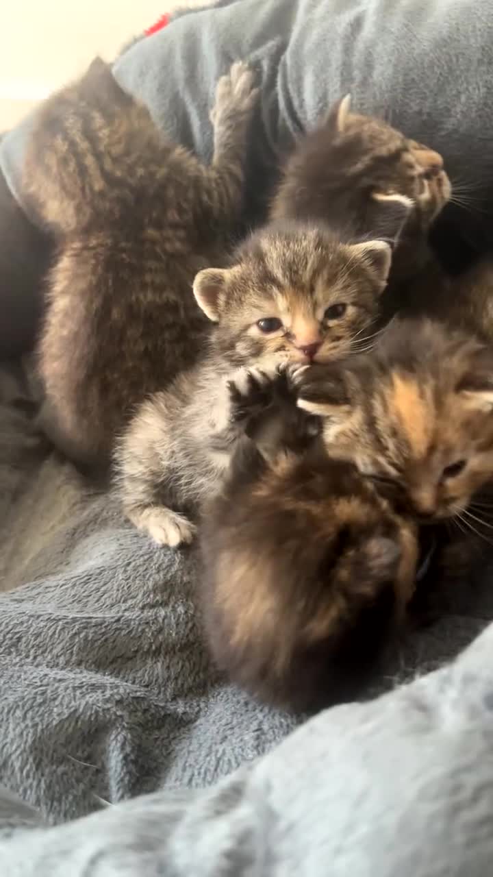 Mixed Breed cats for sale: Ragdoll/Tabby kittens for sale, mixed breed  - Video 1