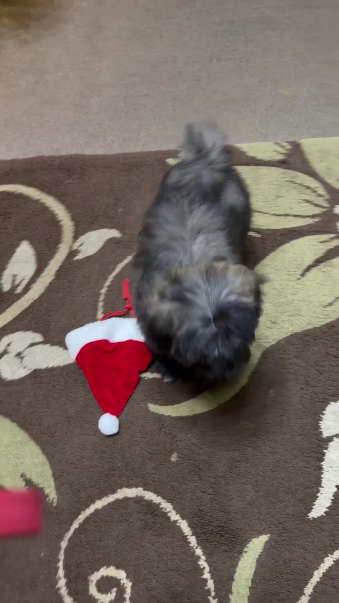 Mixed Breed dogs for sale: 🐾🐾 F1 Bb Maltipoo Puppies Boys and Girls 🐾🐾 - Video 2