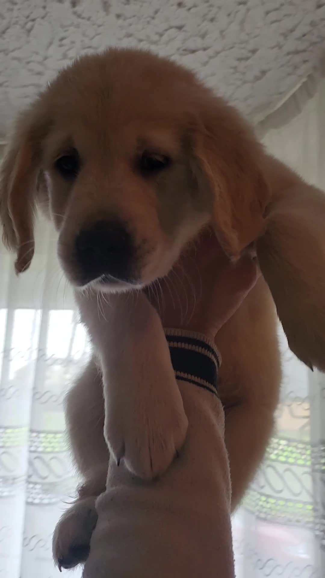 Golden Retriever dogs for sale: Golden Retriever puppies - Last Girls - Video 1