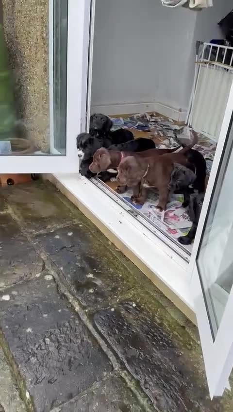 Mixed Breed dogs for sale: Cockapoo/Staffie - Video 2