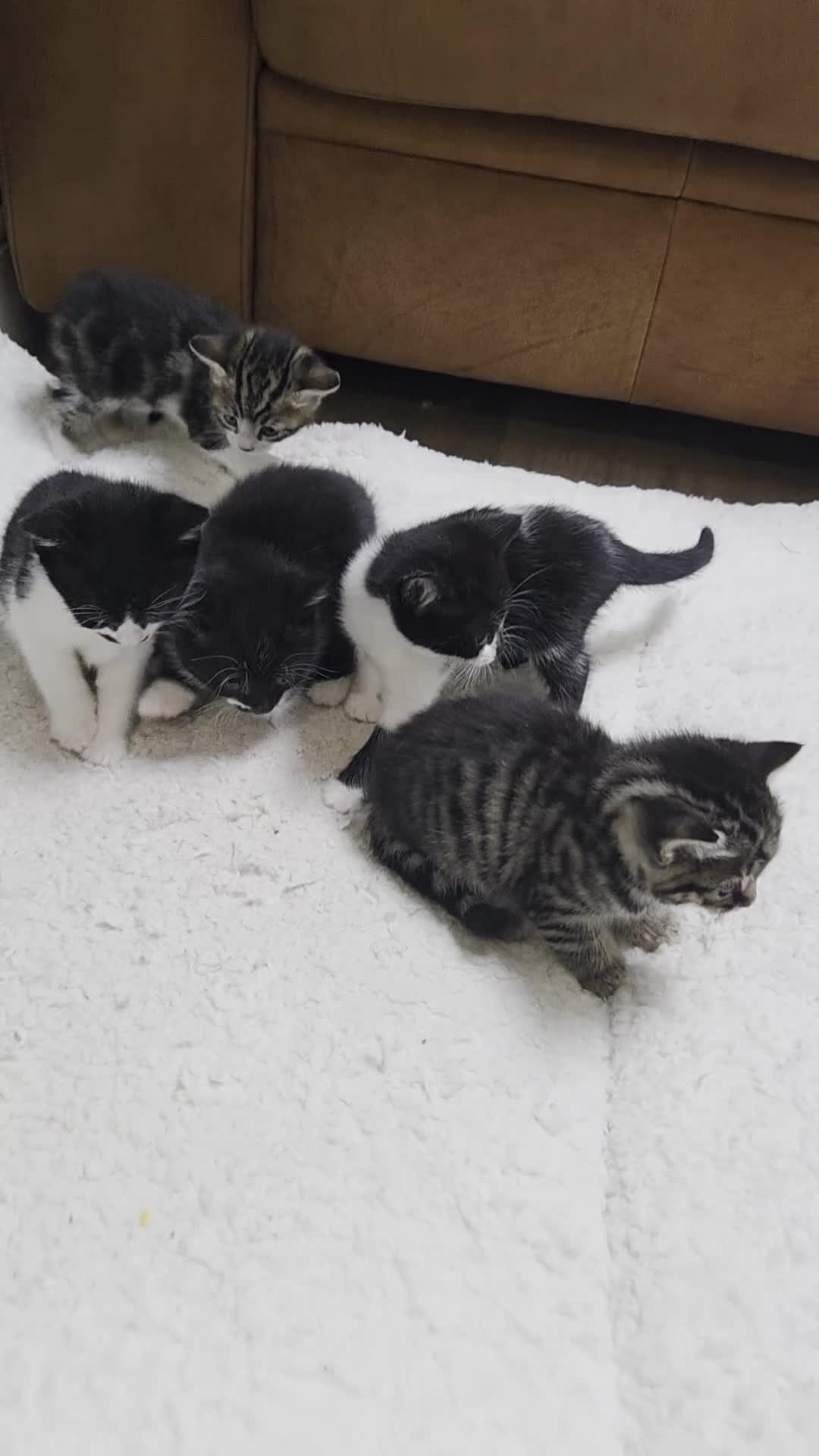 Mixed Breed cats for sale: X4 kittens for sale : 3 boys 1 girl in Bexhill-on-Sea - Video 1