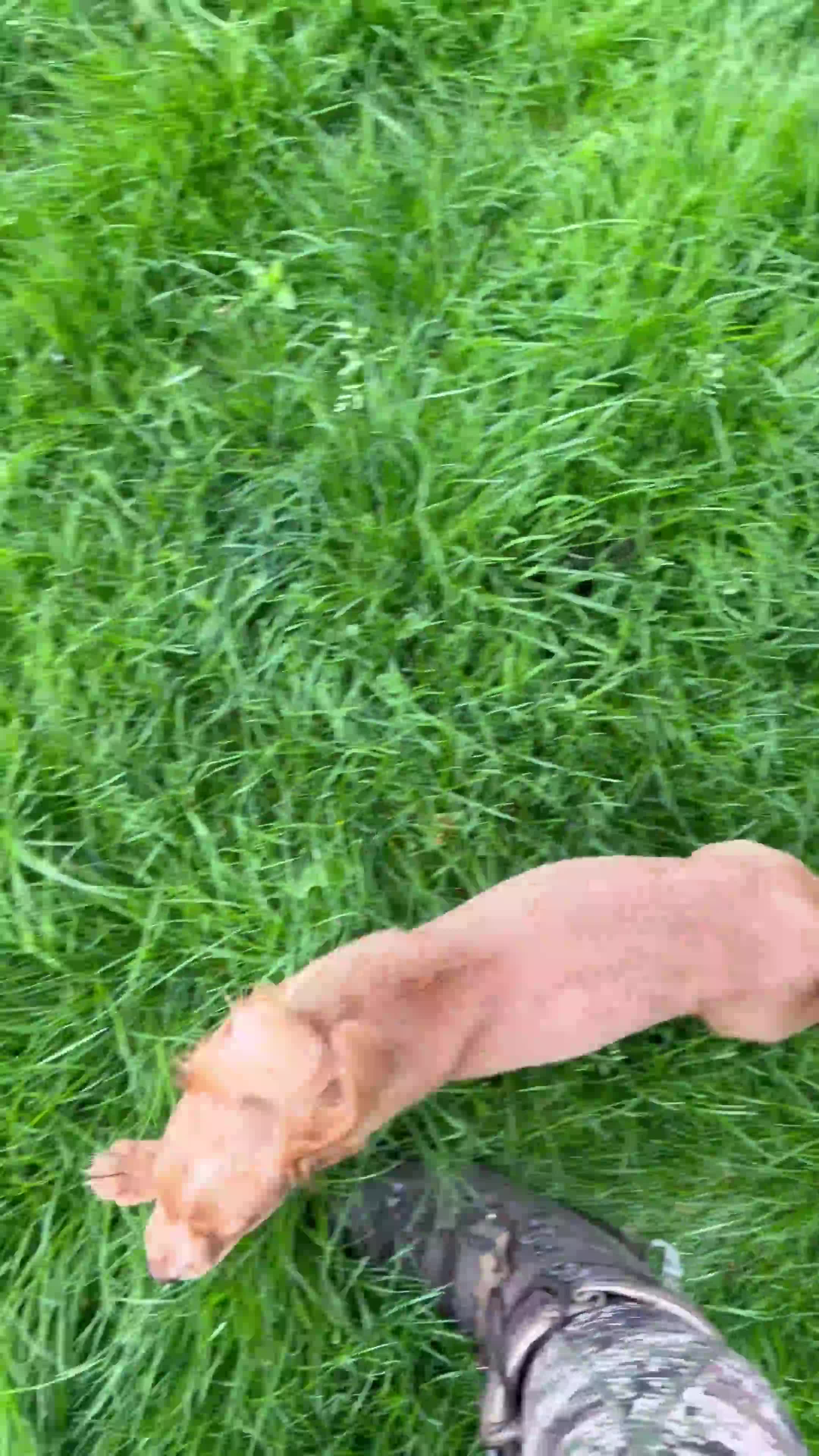 Cocker Spaniel dogs for sale: Fullyhealth tested red male working cocker spaniel in Kinross - Video 1