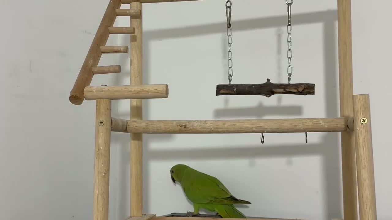 Ringnecks birds for sale: Young Talking Green Ringneck 5-6 Months Old - Video 2