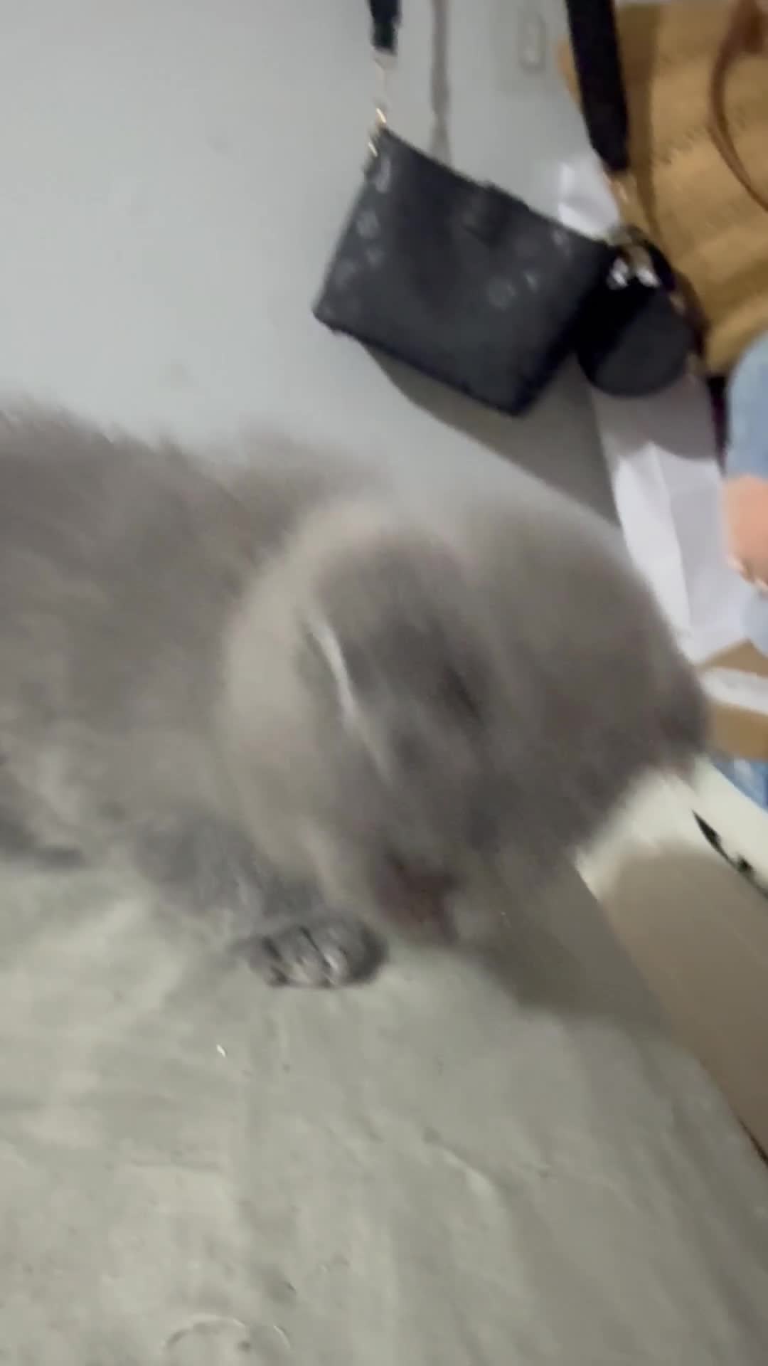 Himalayan cats for sale: 3 kittens Himalayan x Scottish fold Ready now - Video 4
