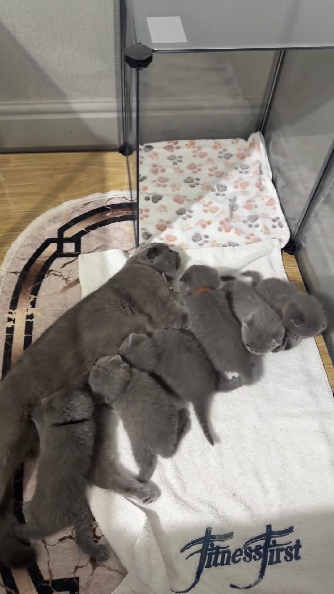 Scottish Fold cats for sale: 🐾 Beautiful Scottish Fold Kittens Available Soon  - Video 2