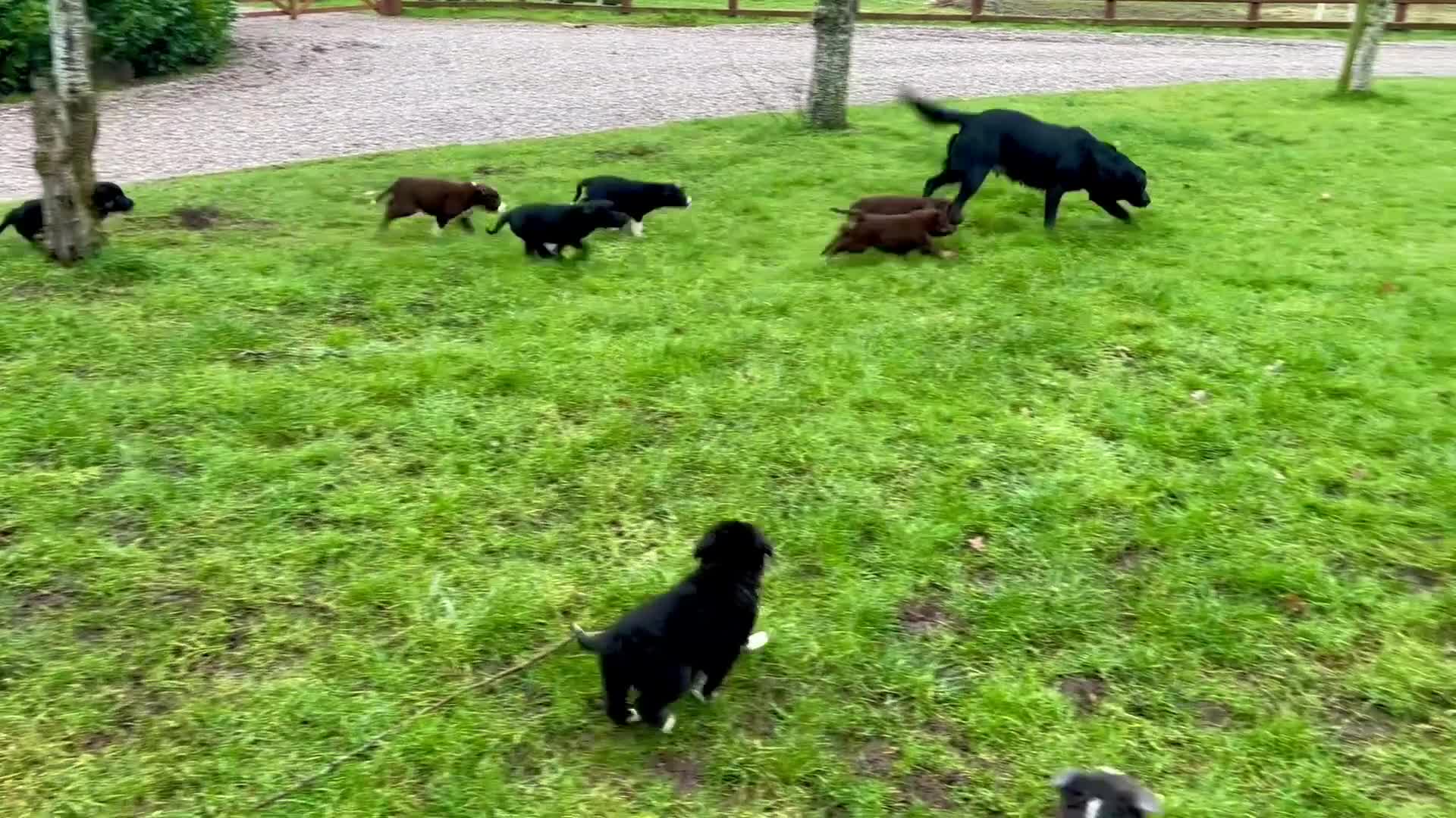 Borador dogs for sale: Beautiful Borador puppies for sale  - Video 1