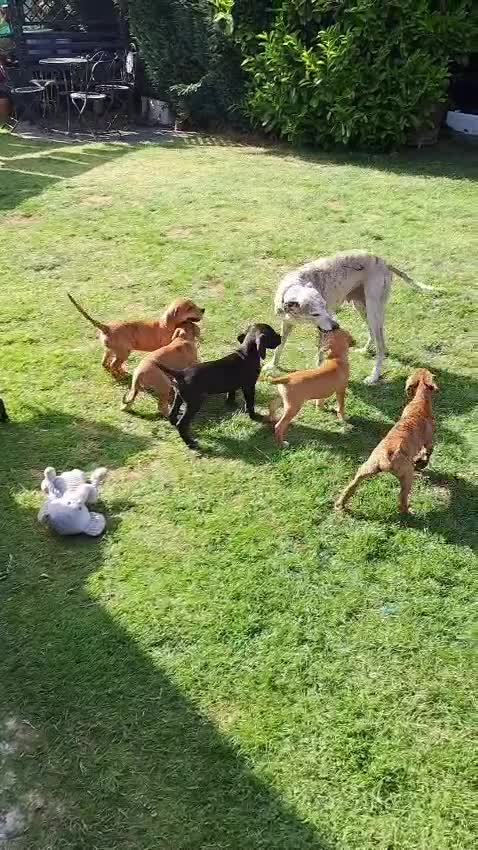Mixed Breed dogs for sale: Vizzy whips puppies for sale  - Video 1
