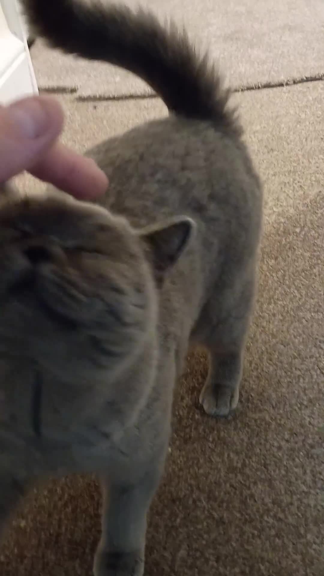 British Shorthair cats for sale: Beautiful British short hair - Video 1