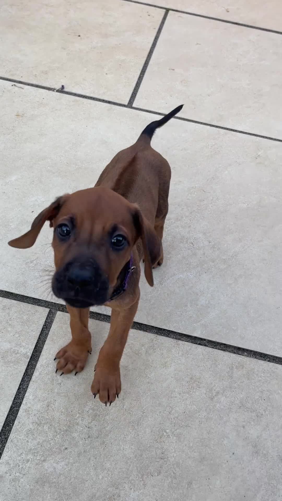 Rhodesian Ridgeback dogs for sale: Pedigree Ridgeback Puppies - READY FOR NEW HOMES in Scunthorpe - Video 1