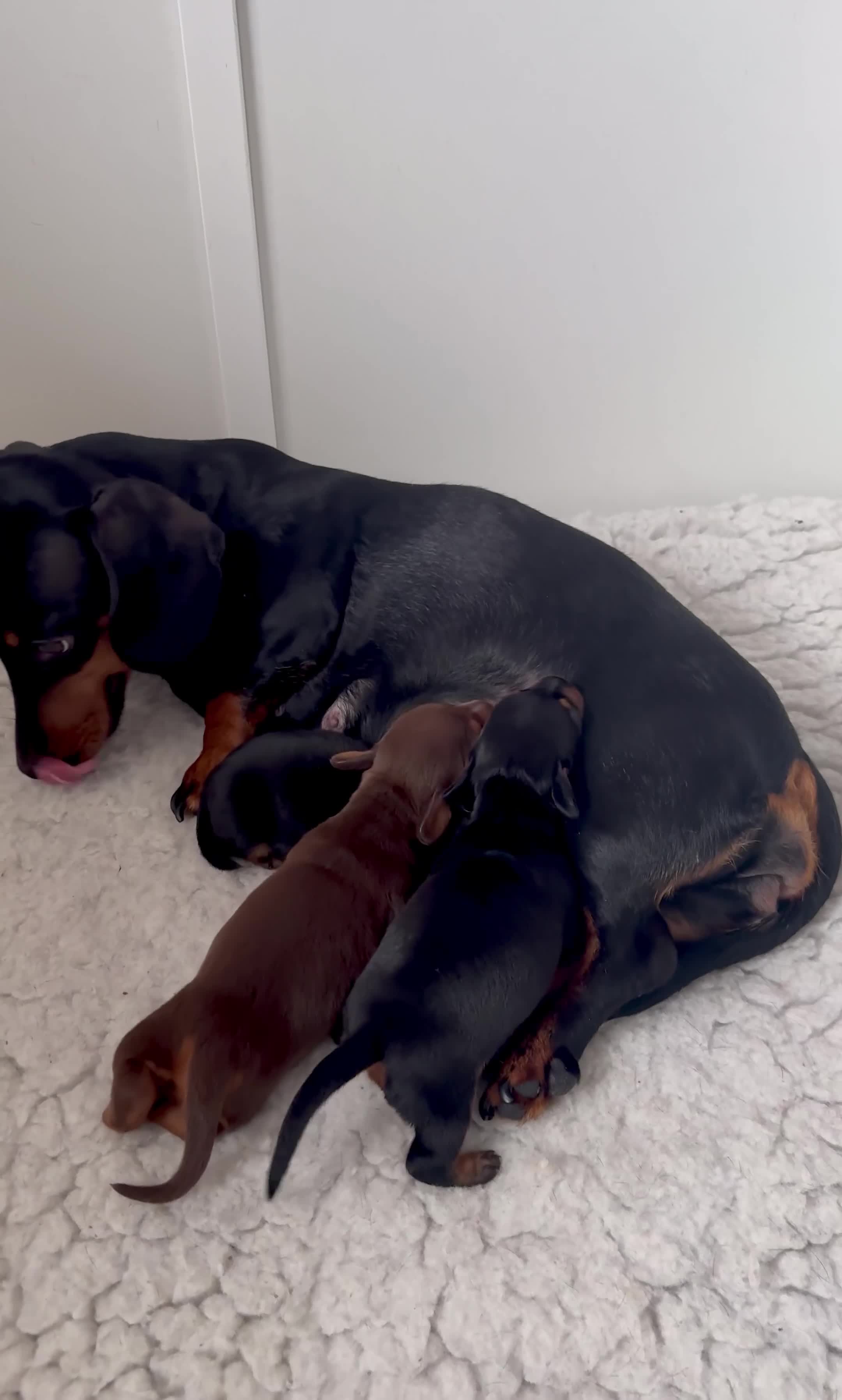 Miniature Dachshund dogs for sale: Mini Dachshund puppies, PRA clear, health tested - Video 1