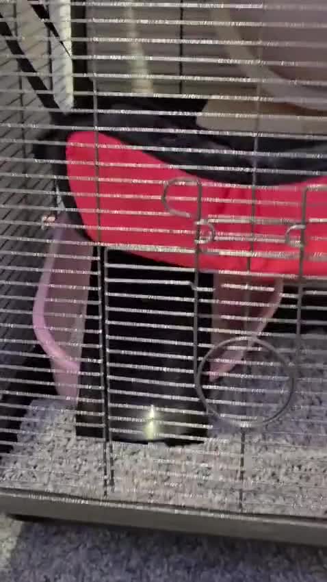 Rat rodents for sale: Two sweetest female rats with large enclosure  - Video 1
