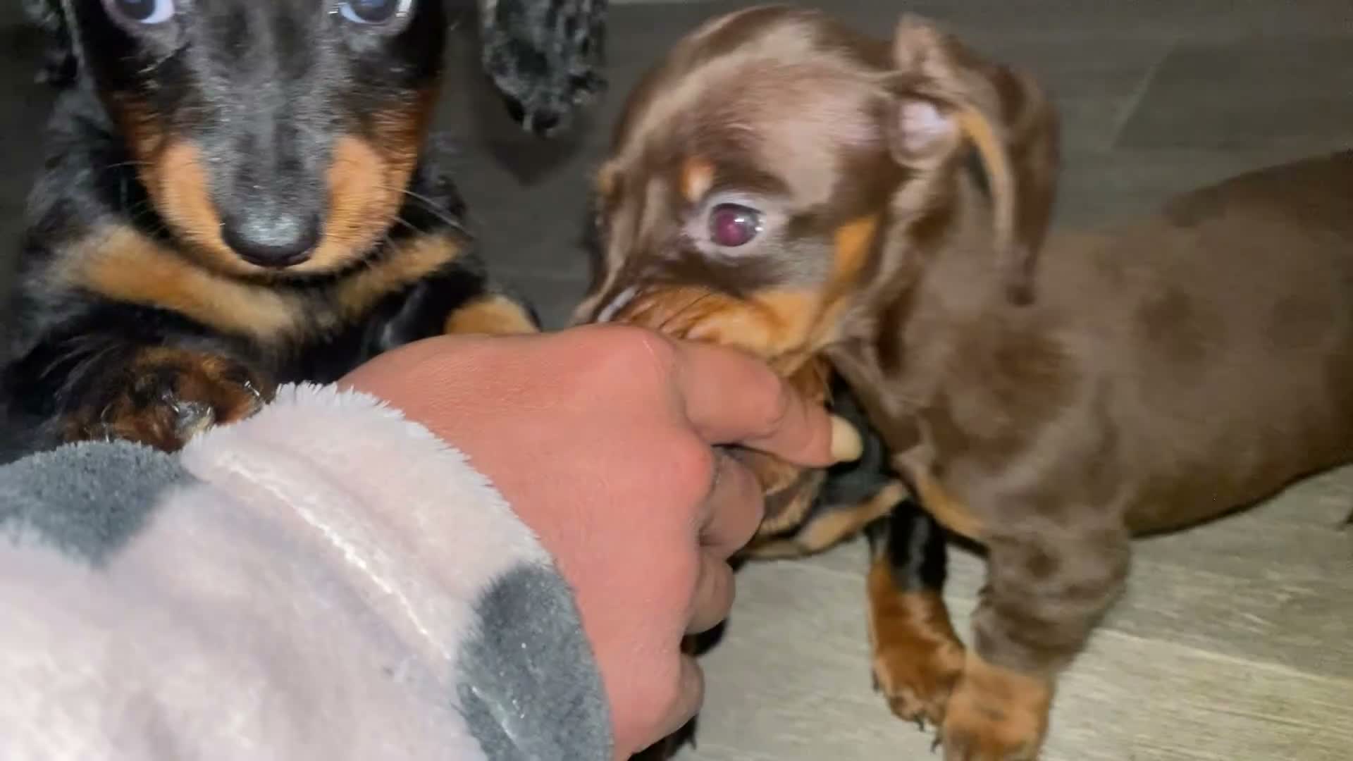 Miniature Dachshund dogs for sale: Tiny miniature dachshund puppies - Video 1