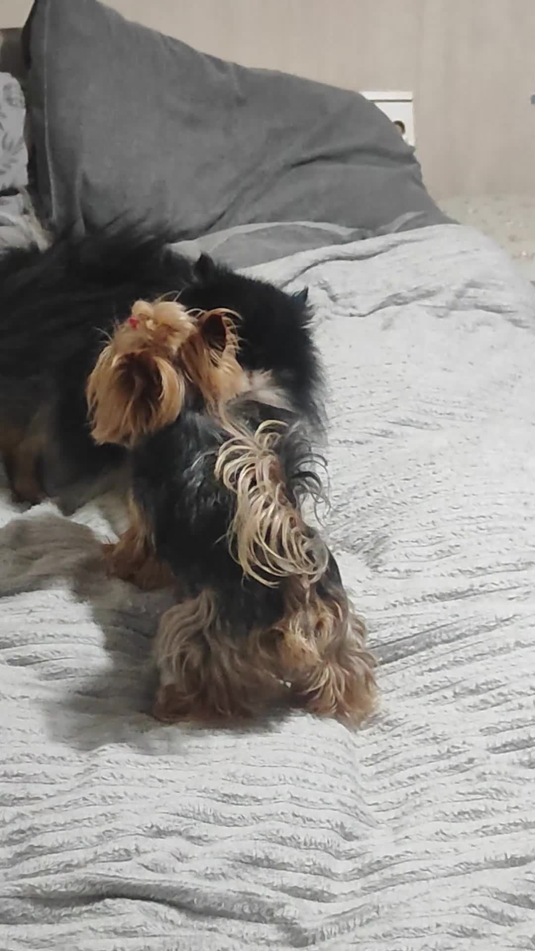 Pomeranian dogs for stud: Pomeranian boy for stud - Video 1