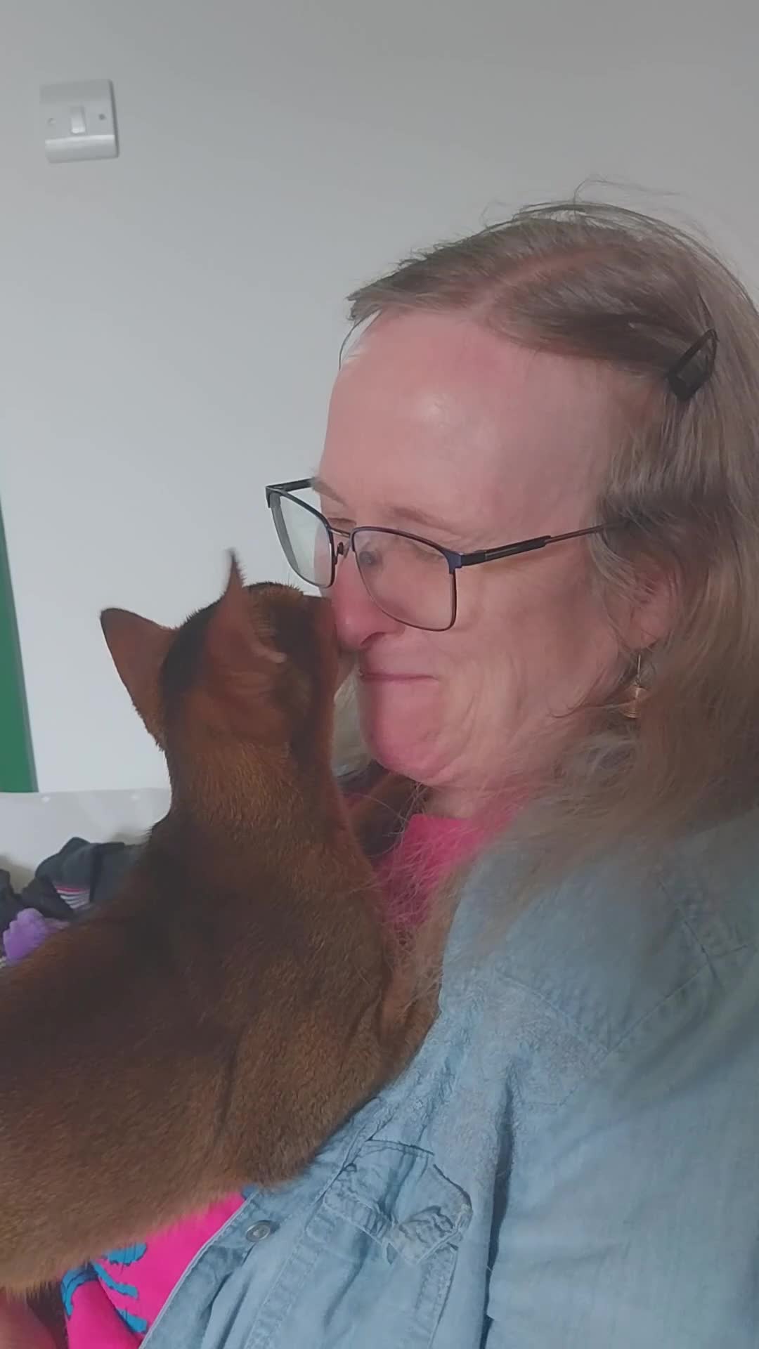 Abyssinian cats for sale: Abyssinian Kitten - Video 1