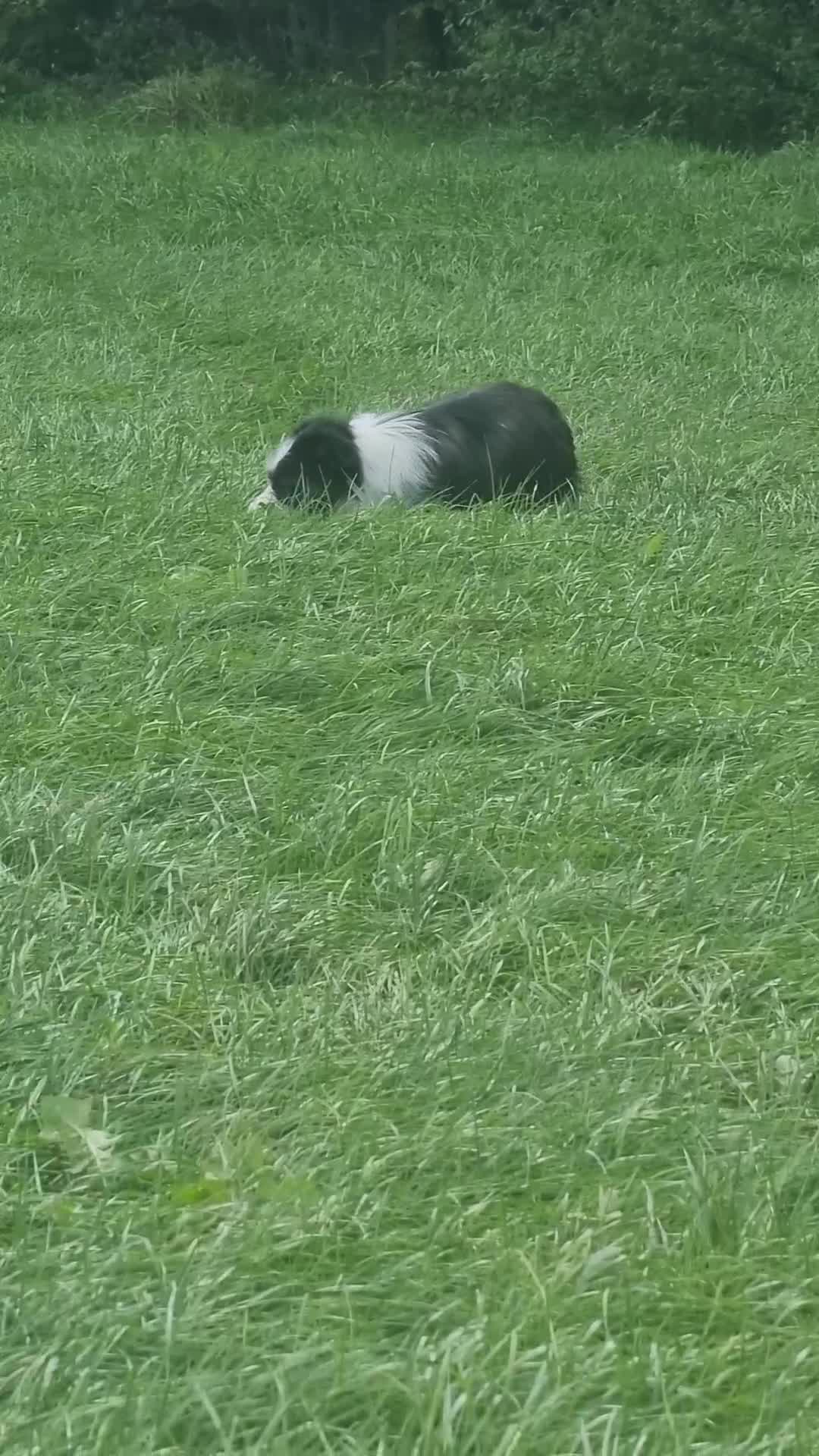 Mixed Breed dogs for sale: Fred looking for  his forever home - Video 3