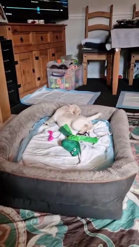Labrador Retriever dogs for sale: Dave Nunn in Sleaford - Video 3
