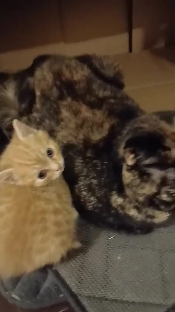 British Shorthair cats for sale: Bsh and Scottish straight mix - Video 4