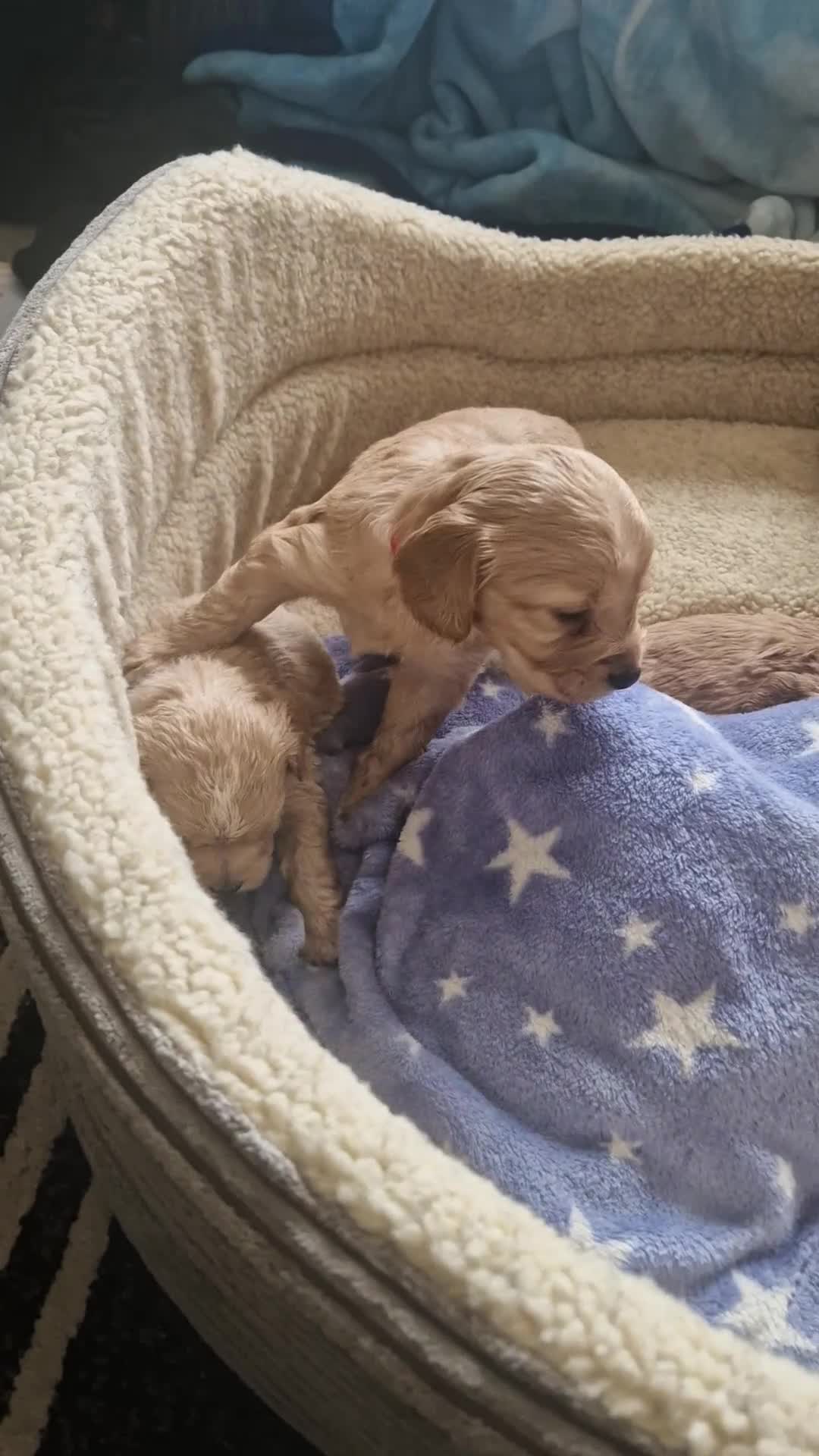 Cockapoo dogs for sale: RARE SILVER COCKERPOOS OUTSTANDING - Video 2