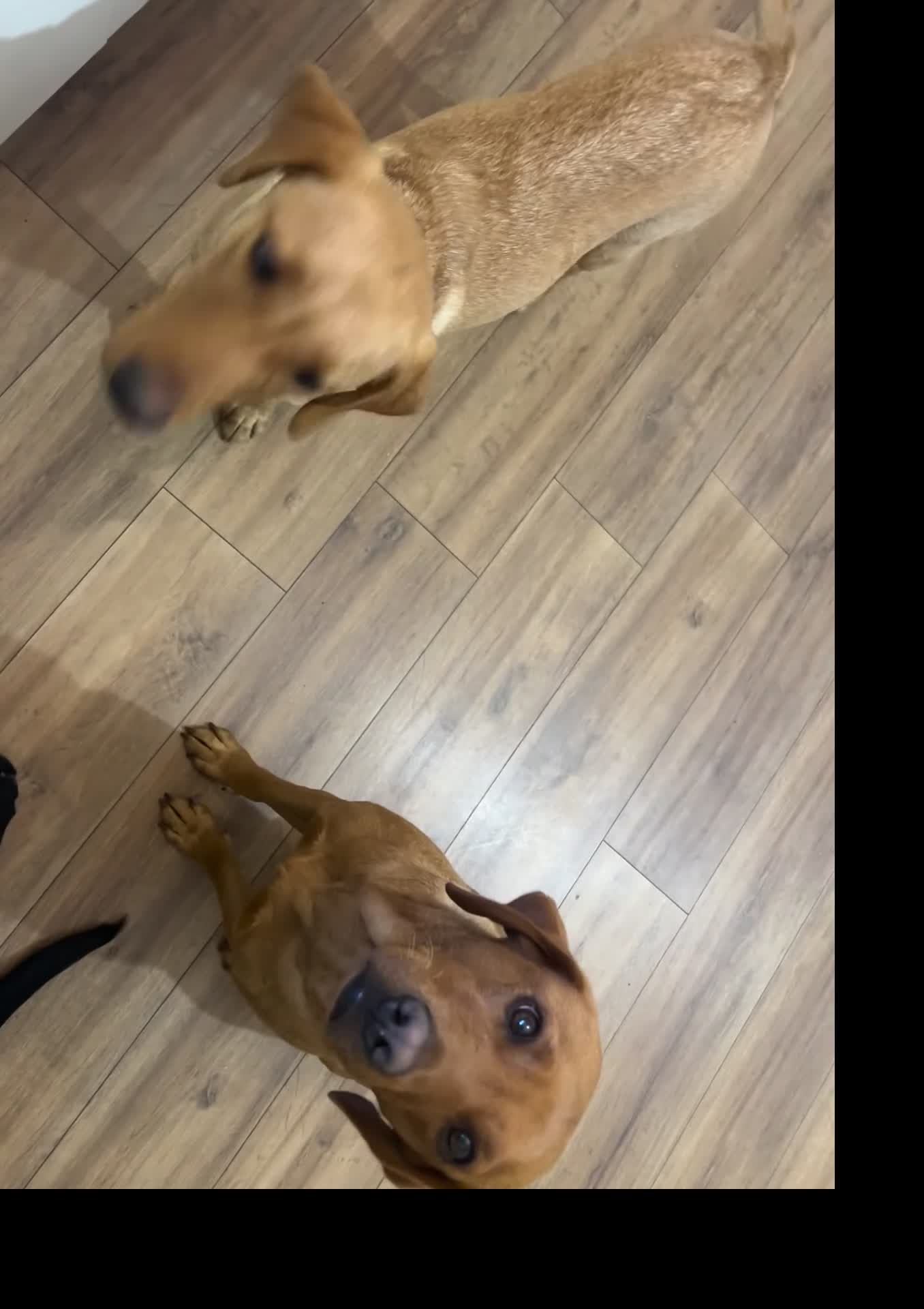 Labrador Retriever dogs for sale: KC Labrador 7 months health tested working parents - Video 2