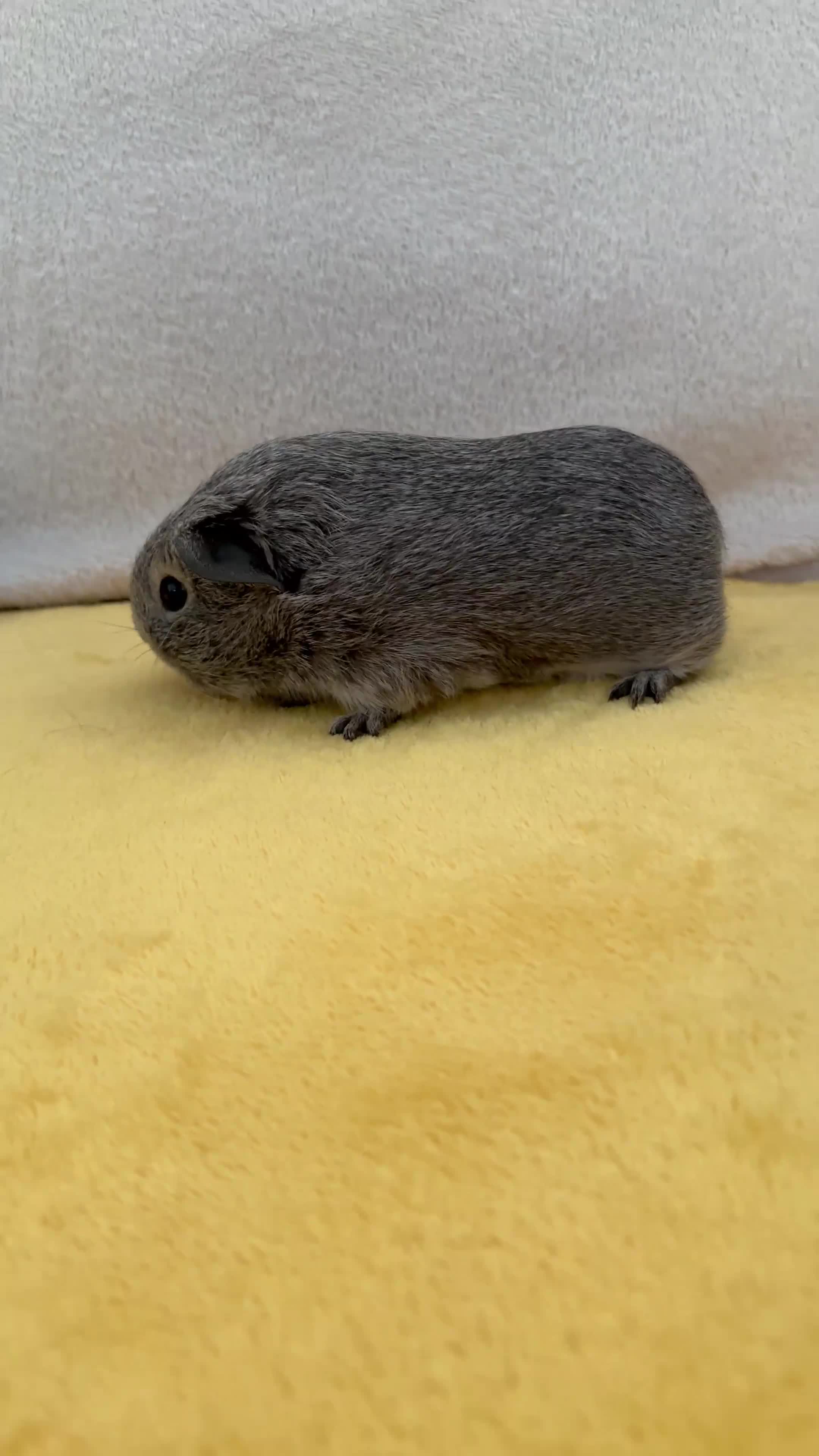 Guinea Pig rodents for sale: Young bonded male guinea pigs 🩶🤍 - Video 2