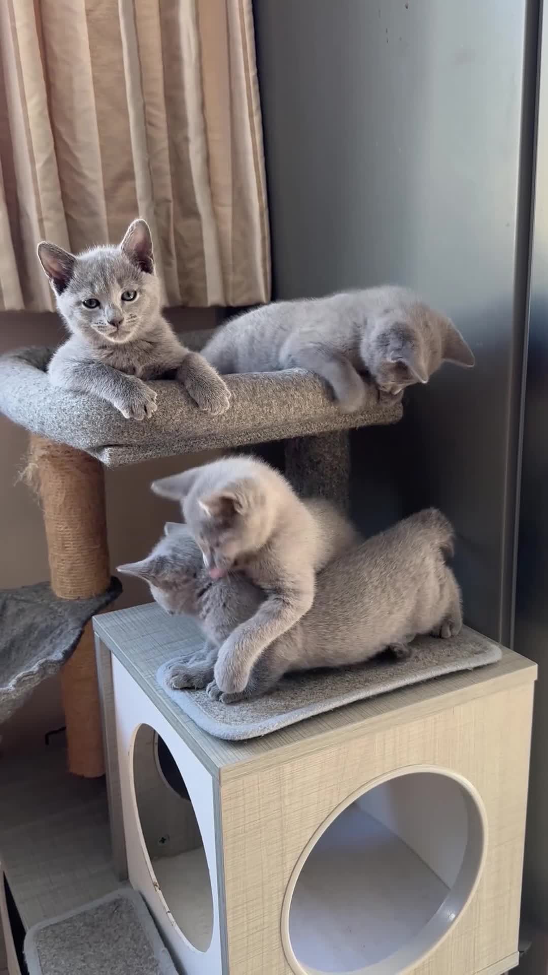 Russian Blue cats for sale: Gorgeous Russian Blue kittens  - Video 2