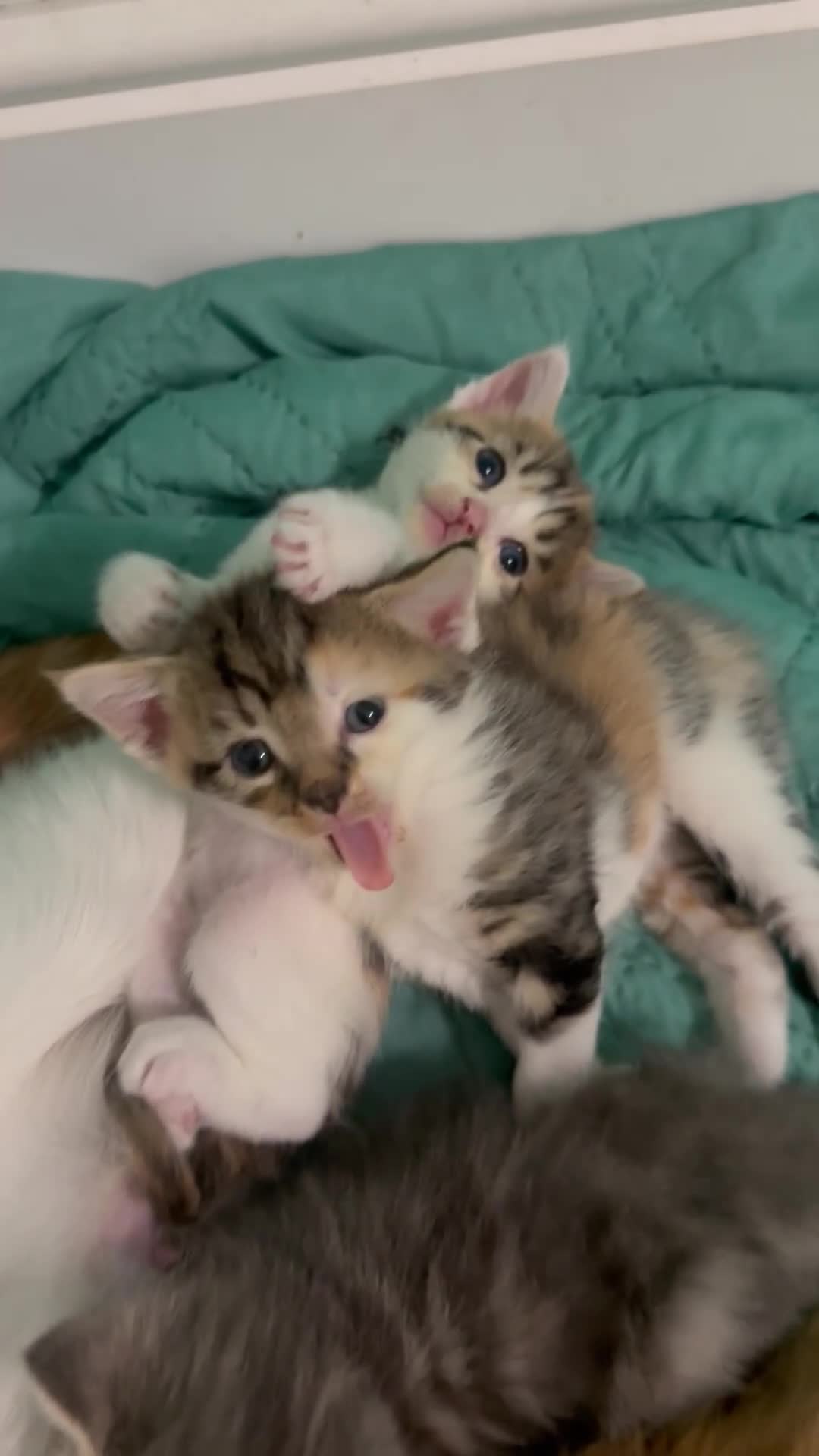 Maine Coon cats for sale: Adorable Half Maine Coon Kittens for Sale  - Video 2