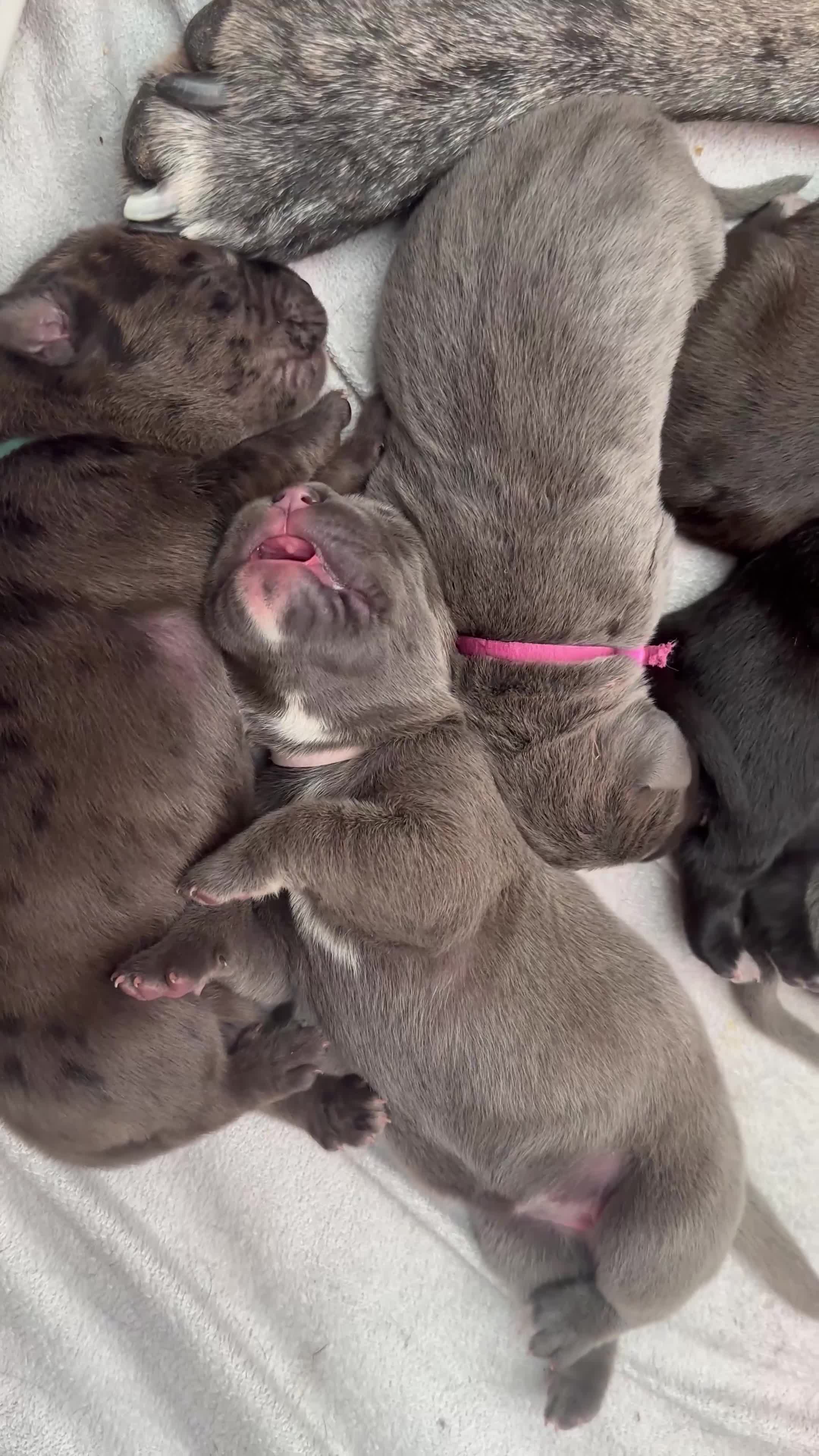 Cane Corso dogs for sale: Stunning cane corso puppy’s  - Video 1