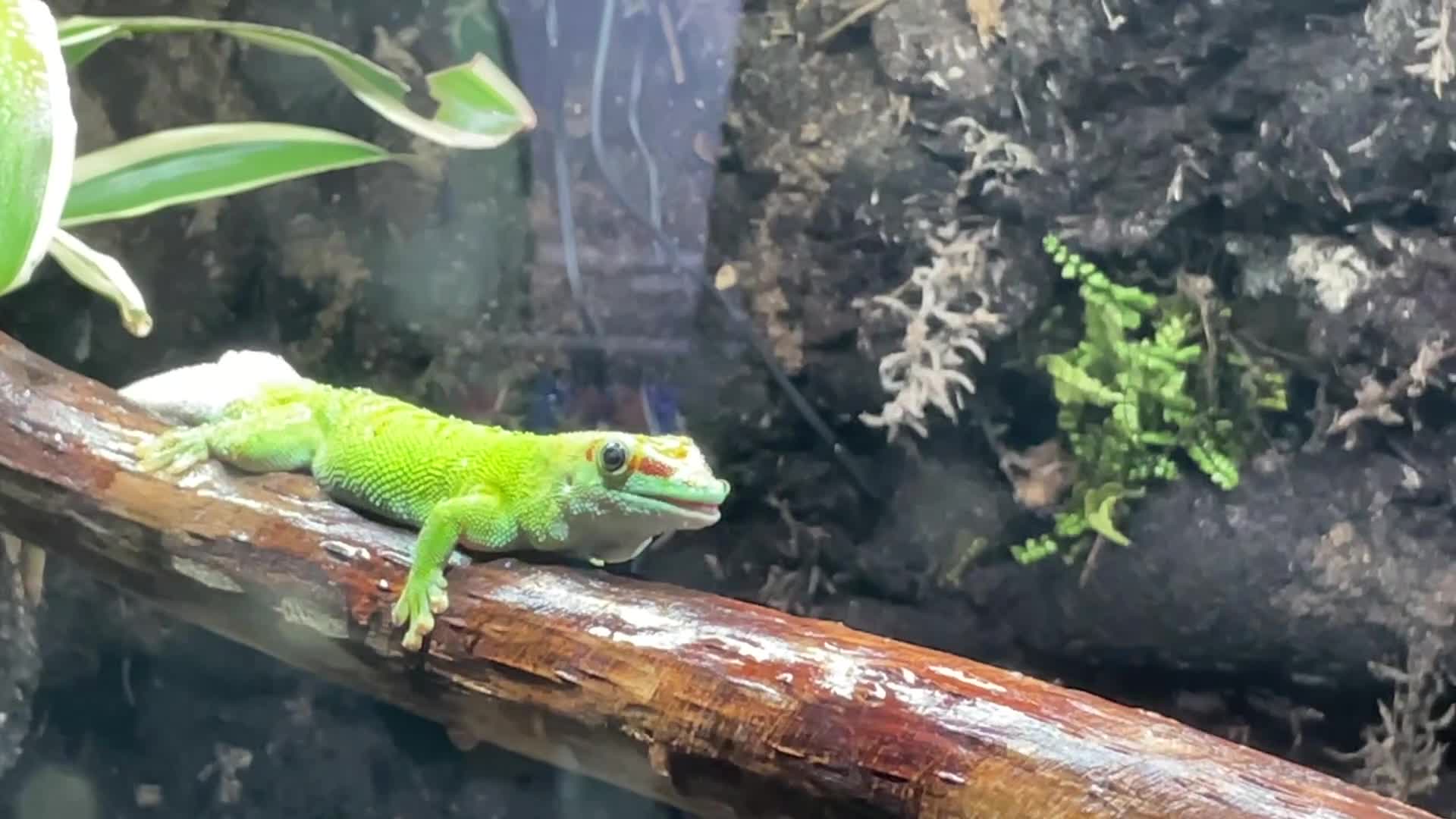 Gecko reptiles for sale: Madagascan giant day geckos with vivarium - Video 1