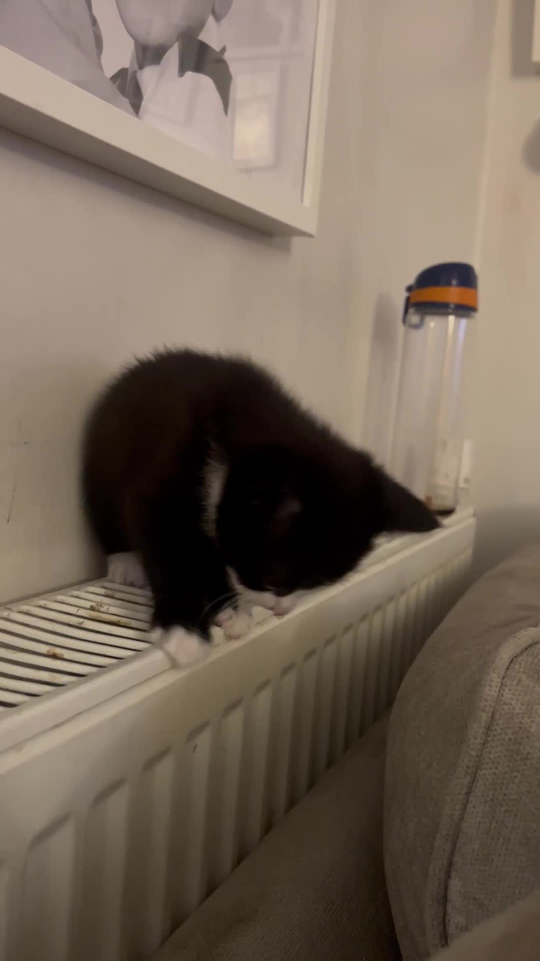 British Shorthair cats for sale: Kitten - Video 1
