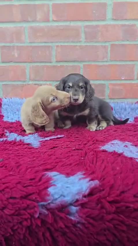 Miniature Dachshund dogs for sale: BEAUTIFUL CREAM LONG HAIR WITH ALL DNA - Video 1