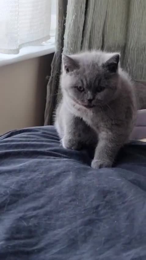British Shorthair cats for sale: 3 Left Blue BSH Kittens Healthy GCCF Pedigree  - Video 2