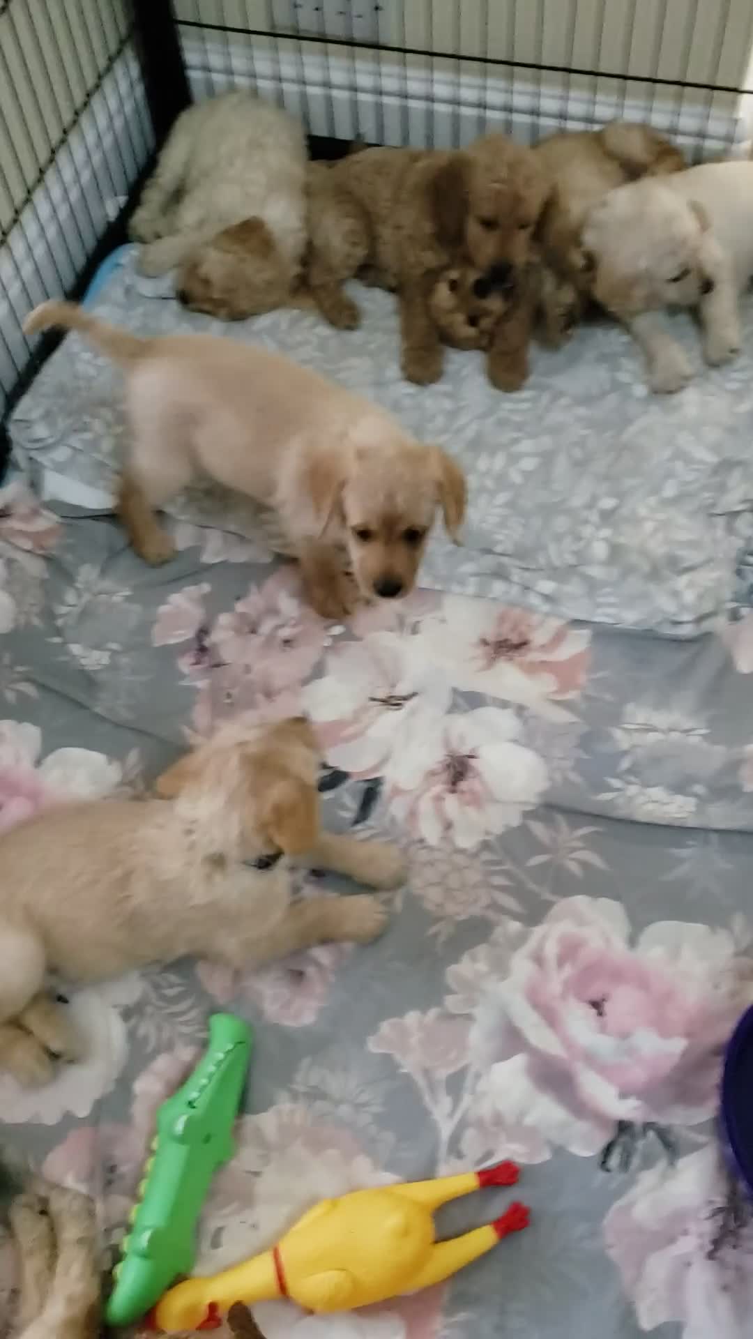 Labradoodle dogs for sale: Labradoodle puppies - Video 1