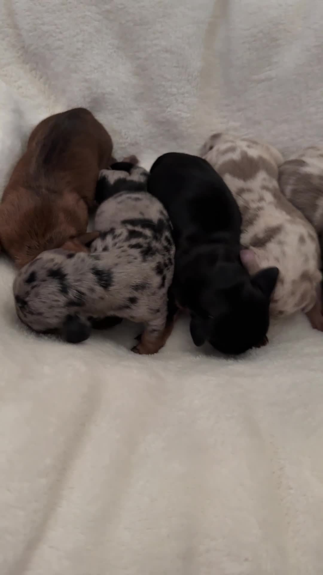 Miniature Dachshund dogs for sale: Dachshund puppies for sale. - Video 1
