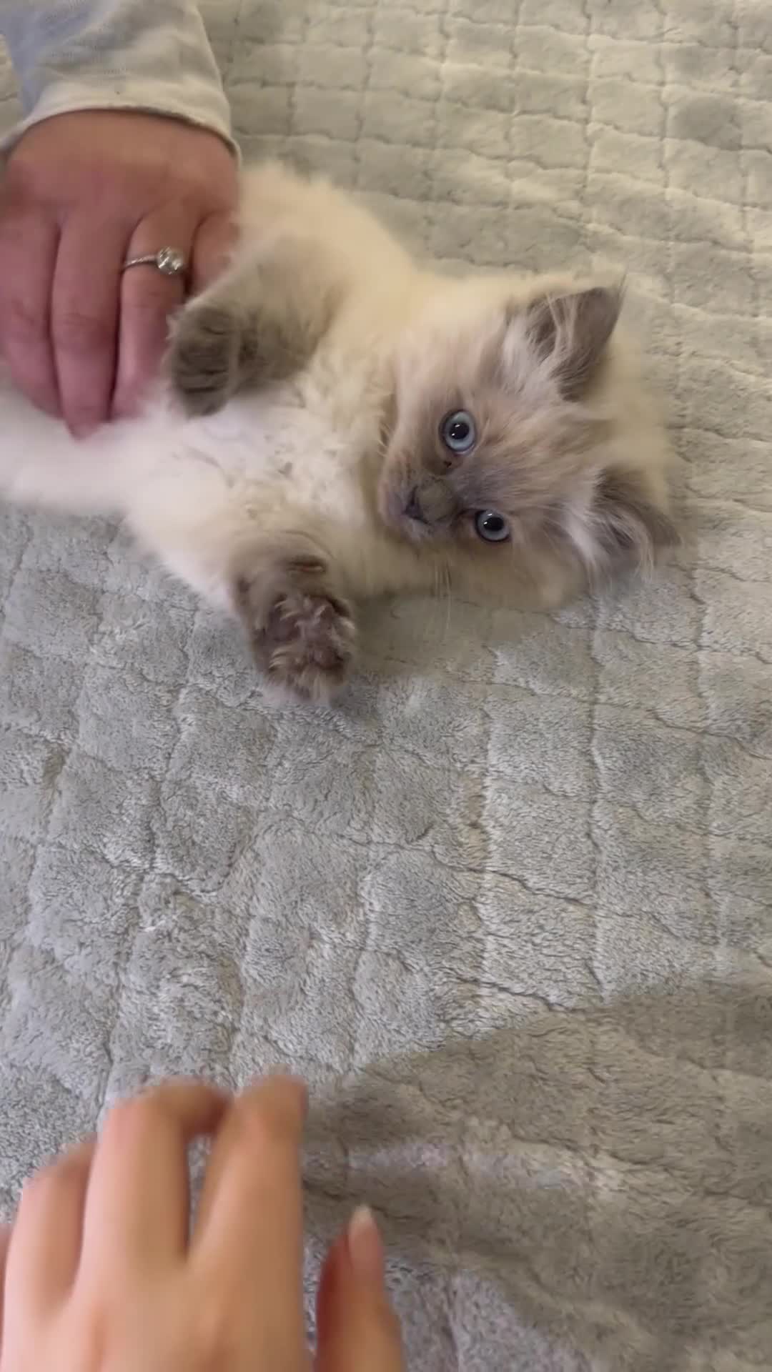 Ragdoll cats for sale: Stunning Ragdoll Kittens - Video 1