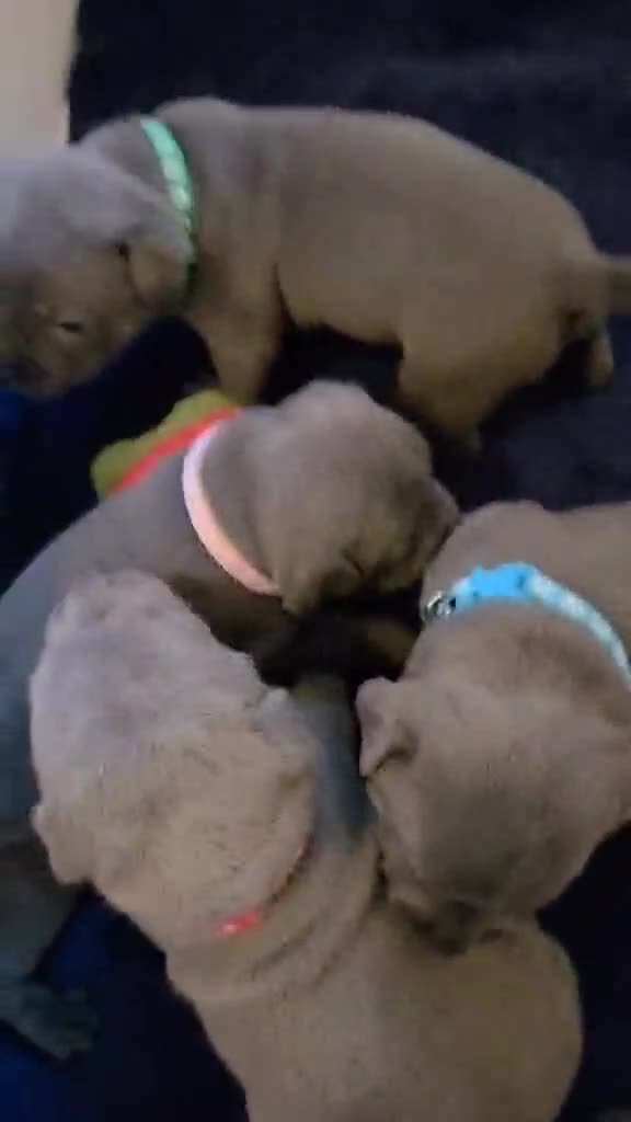 Staffordshire Bull Terrier dogs for sale: Blue Staffordshire Bull Terrier KC registered  - Video 3
