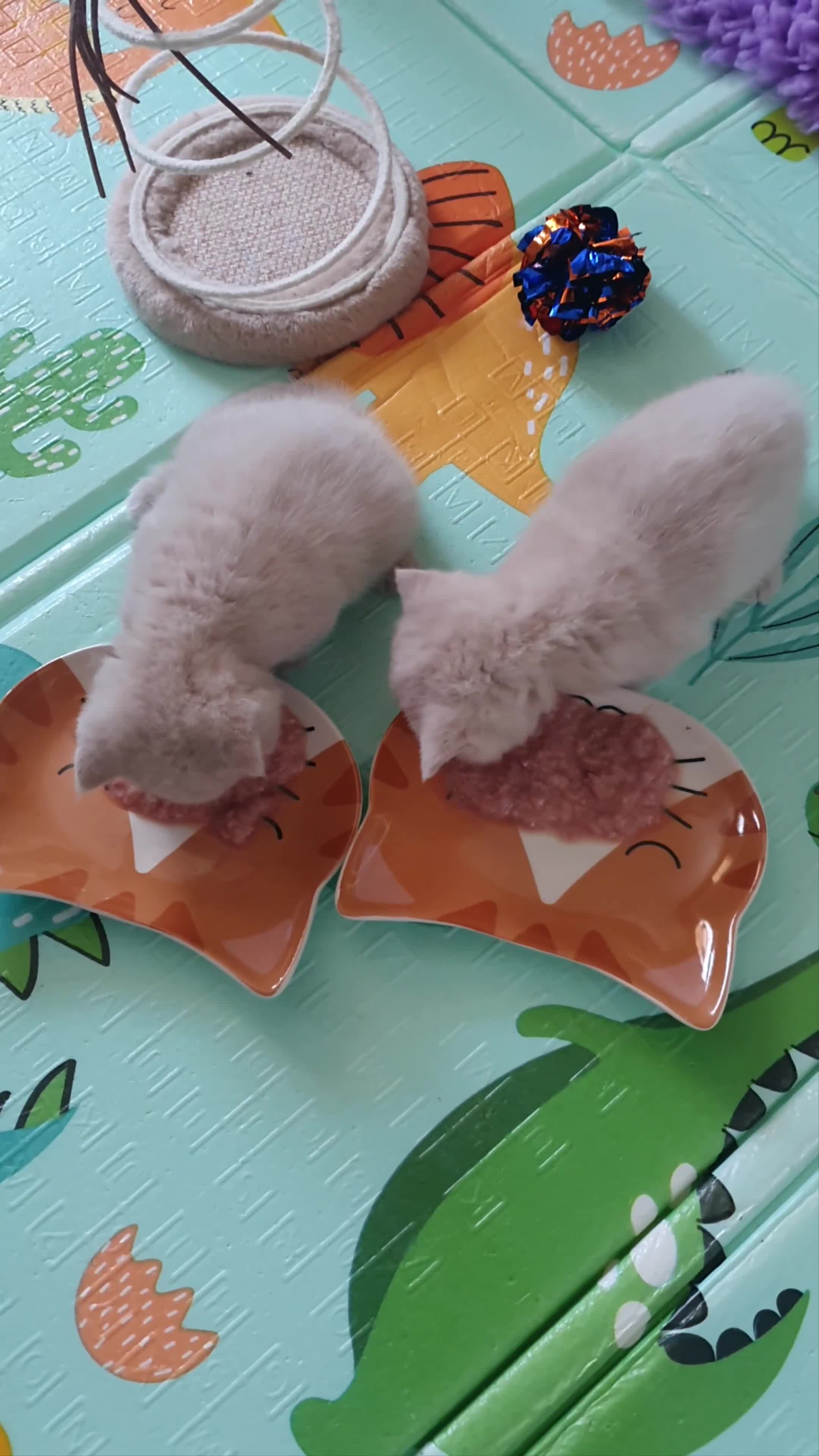 Exotic cats for sale: Chunky gorgeous Gccf registered boys  - Video 1