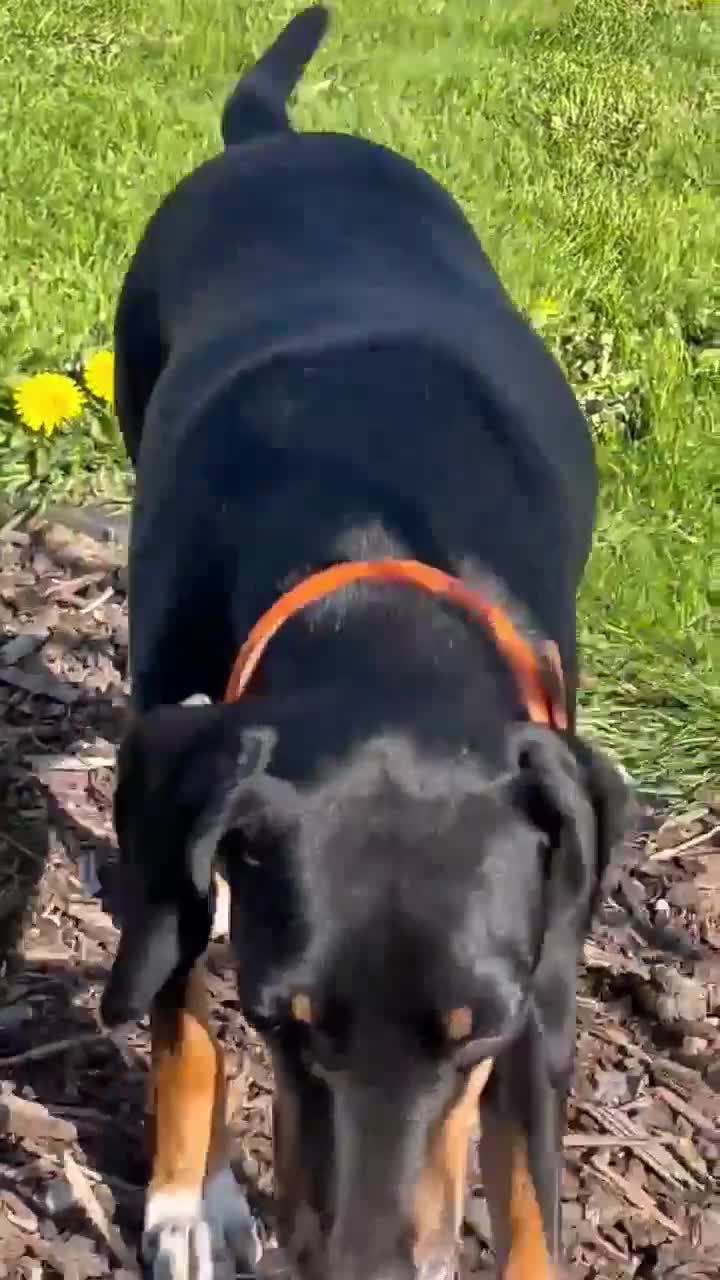 Mixed Breed dogs for adoption: Loving Millie ❤️  in Carlisle - Video 4