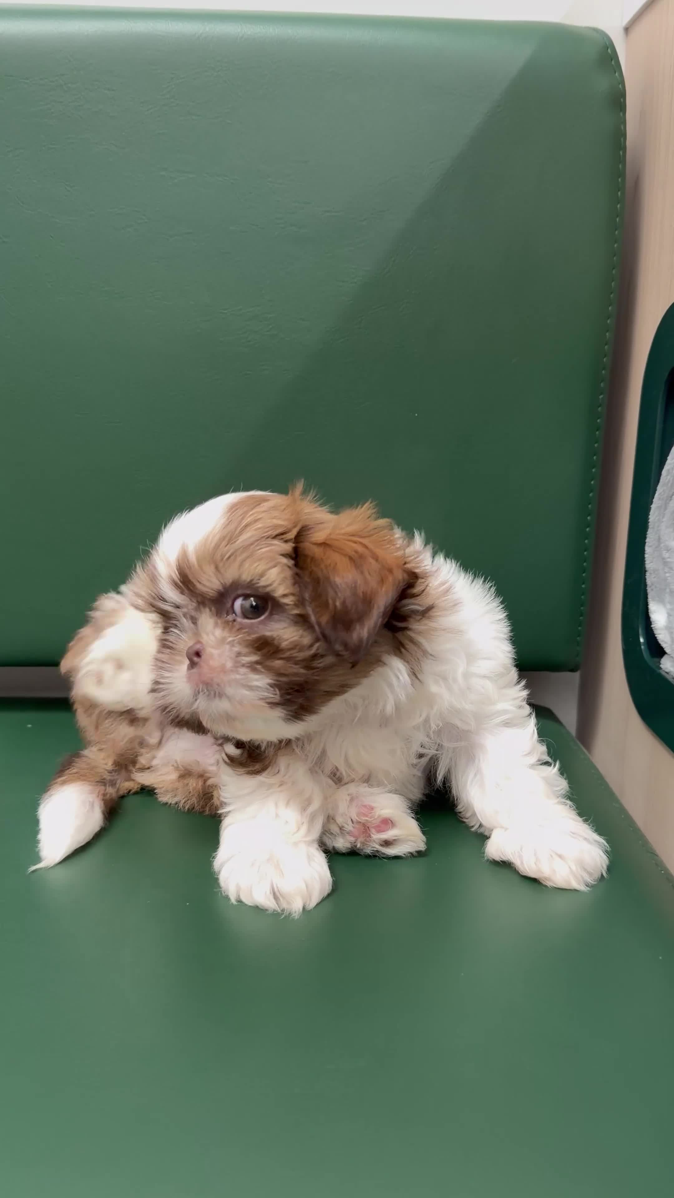 Shih Tzu dogs for sale: Highly Pedigreed Pure Breed Shih Tzu Puppies - Video 1