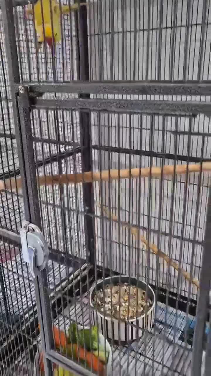 Ringnecks birds for sale: Indian Ringneck pairs Yellow £600 & Blue Grey £500 in Morden - Video 2