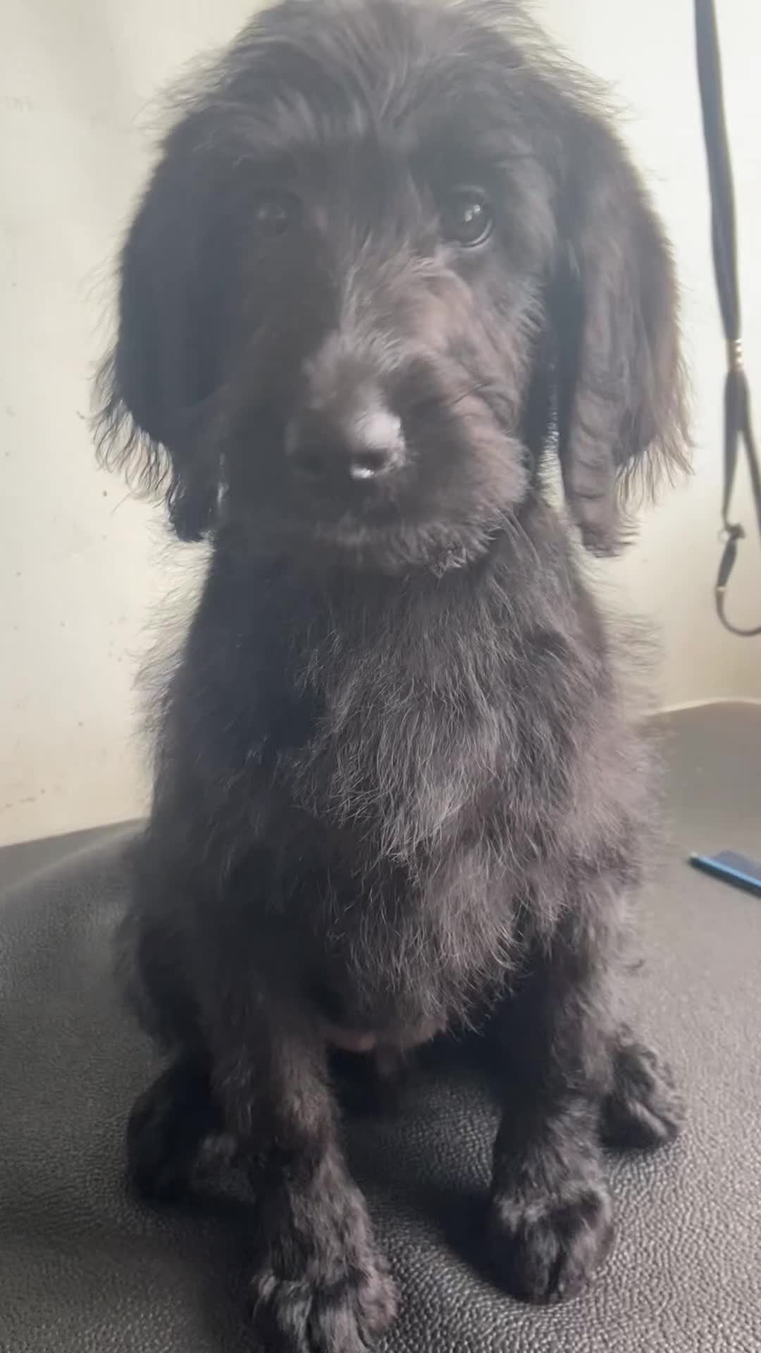 Labradoodle dogs for sale: F1 labradoodles  - Video 1